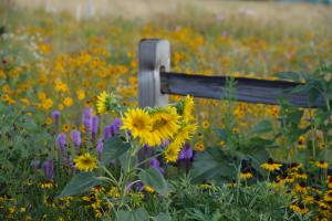 Bright yellow sunflowers in full bloom stretch along a wooden fencepost, standing tall under a clear sky and creating a striking, cheerful scene.