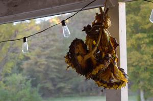 Bundled sunflower seed heads hang upside down from a porch beam, drying in the shade—preserving their beauty and purpose for future planting or use.