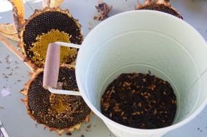 Partially de-seeded sunflower heads rest beside a bucket filled with harvested seeds, showing the process of gathering seeds for future planting or use.
