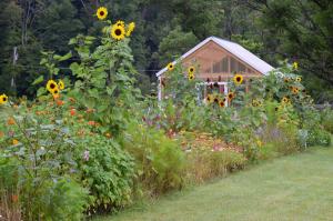 A blooming summer garden with sunflowers and mixed flowers in front of a greenhouse, showing a colorful, pollinator-friendly space full of life and seasonal beauty.