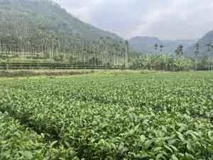 Satoyama Initiative in action: linking rural environmental care with global sustainability and carbon markets