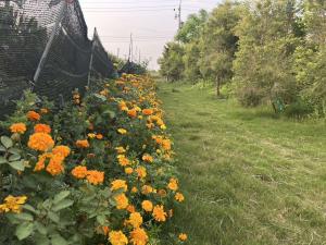 Economic crops meet climate action: marigolds provide revenue and carbon credits in rural landscapes.