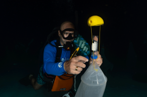 A diver removes a vial full of coral eggs and sperm from a tented structure suspended over a spawning coral