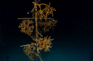 A staghorn coral on a Coral Tree releasing a cloud of gametes - egg and sperm bundles - into the dark water