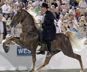 World Grand Champion Tennessee Walking Horse performing the "Big Lick"