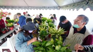 Empowering indigenous communities through the cultivation of Glowing Anthuriums.
