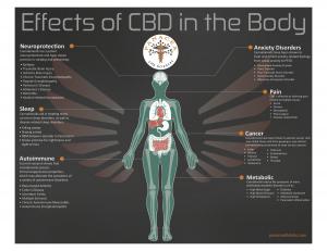 Effects of CBD in the Body