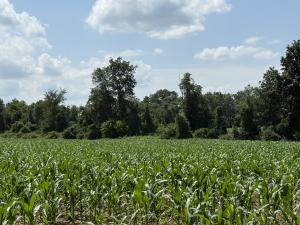 Crops