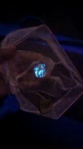 A guest holding a bioluminescent Comb Jelly on a BK Adventure Tour.