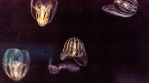 Bioluminescent Comb Jellies in the Indian River Lagoon, Florida