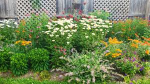 Mature Monarch Magnet Pre-Planned Garden featuring colorful perennials, Butterfly Weed, and nectar-rich flowers designed to attract Monarch butterflies and pollinators.