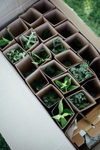 Photo of a garden kit being opened, showing carefully packed plants and expert planting guides from American Meadows’ Summer Long Blooms Garden.