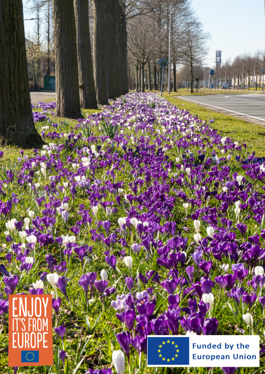 Image of Crocus in Lawn
