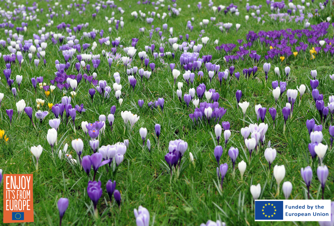 Image of Crocus vernus mix in lawn