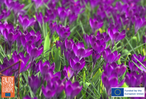 Image of Crocus tommasinianus Ruby Giant