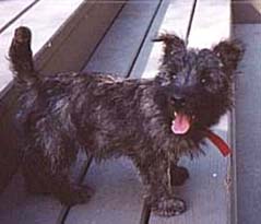 This dog can go on planes, trains, ferries or in cars