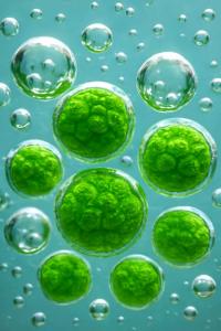 Microalgae producing hydrogen as part of an indigenous-led emerging carbon-reduction energy system in Satoyama Mace Initiative