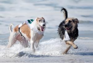ARF Dog Walk 2024 (Photo credit: Craig Macnaughton)