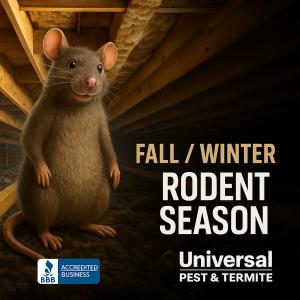 Rodent-pest-Control