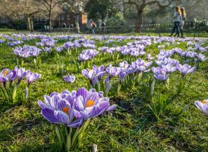 Grassy park lawn filled with blooming purple and white crocus flowers in early spring. The image highlights how fall-planted naturalizing bulbs can enhance community spaces with vibrant seasonal color.