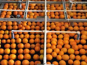 Post-harvest treatment on oranges in packing house