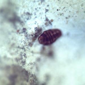 Photograph of the micro-animal, Tardigrade | Davron Bowman