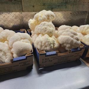lion's mane mushroom fruiting bodies