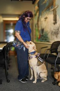 Woman stroking a golden retriever wearing a vest labeled "DO NOT PET, IN TRAINING"
