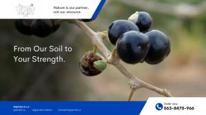 Cultivating Health Locally: GojiVale JV with Soldatovic Holding Co and Organic Goji Production in Southeastern Serbia