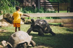 Raffles Seychelles Tortoise