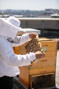 Rooftop beehives