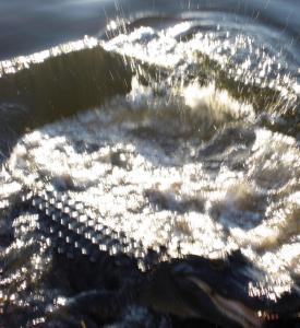 An aggressive American alligator thrashes at the water's edge as it tries to bite Kronos Rising series author Max Hawthorne