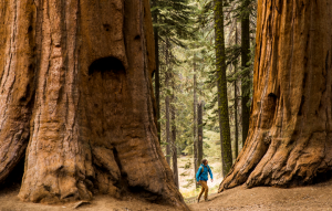 Person walking in the forest with huge trees towering around them.