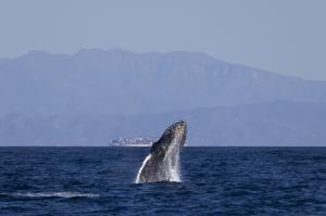 A humpback whale breaches in front of a ship