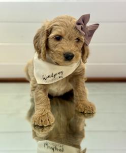 toy Goldendoodle -