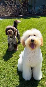 Goldendoodle -
