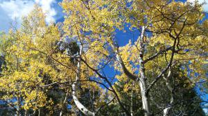 Leaf-peeping opportunities abound in Colorado's high country