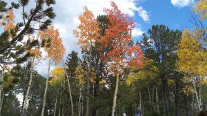 Aspens are at their peak in September and early October in Colorado