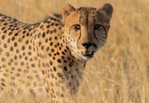 Cheetah Plains Cheetah