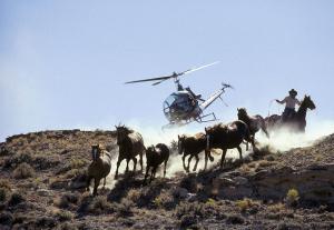 A terrifying wild horse roundup in action