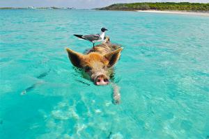 Swim with Pigs in The Bahamas