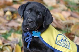 Help Us by Donating to Canine Companions