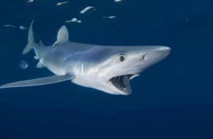 Sharks are in dire need of protection from finning