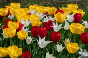 Tulip Blend Twister is an assortment of bulbs for fall planting