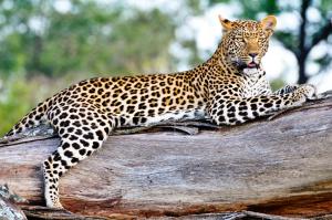 Animal Kingdom Photo Sharing