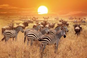 Global Wildlife Photo Sharing