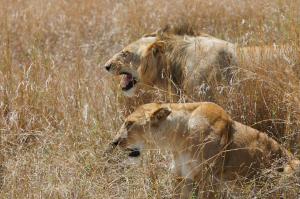 Animals and Wildlife Photo Sharing