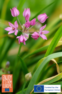 Image of Allium