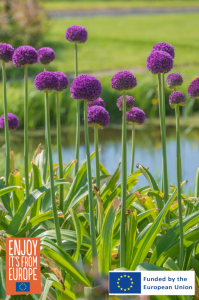 Image of Allium