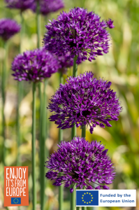 Image of Allium